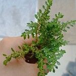 Pilea microphylla 葉