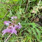 Corydalis solida Цвят