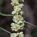 Amaranthus fimbriatus Blüte