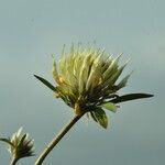 Trifolium ochroleucon Virág