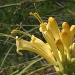 Oxera gmelinoides Kvet