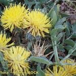 Centaurea acaulis 花