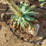 Agave attenuata অভ্যাস