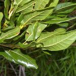Quercus sapotifolia পাতা