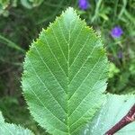 Alnus alnobetula Liść