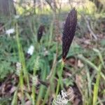 Carex pilosa Flor