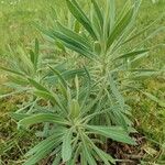 Euphorbia × martini Leaf
