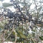 Morella cerifera Fruto