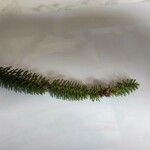 Abies numidica ഇല