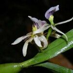 Prosthechea abbreviata Кветка