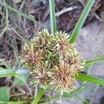 Cyperus reflexus 花