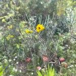 Senna artemisioides Blüte