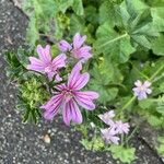 Malva setigera花