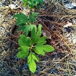 Sassafras albidumLeaf