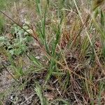 Bromus rubens برگ