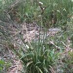 Libertia chilensis Habit