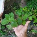 Coleus amboinicus Blad