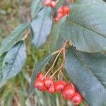 Cotoneaster glaucophyllus Vrucht