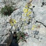 Brassica montana Λουλούδι