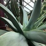 Agave guiengola Hábito