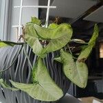 Syngonium podophyllum 葉