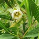 Trichodesma marsabiticum Flower