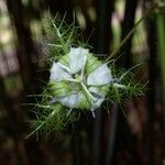 Passiflora foetida Flower