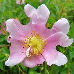Rosa webbiana Flower