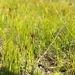Rhynchospora fusca Flor
