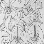 Dendrobium crassifolium Annet