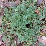 Sanguisorba minor Leaf