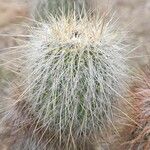 Cleistocactus hyalacanthus Liść
