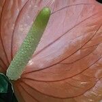 Anthurium scherzerianum Flower