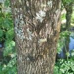 Fraxinus angustifolia Кора