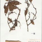 Elachyptera floribunda Blad