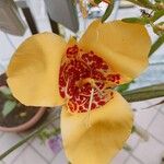 Tigridia pavoniaFlower