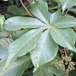 Vitex ferruginea Hostoa