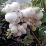 Symphoricarpos albus Fruit