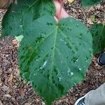 Acer capillipes Folha