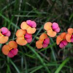 Kennedia coccinea Blomma