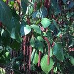 Acalypha macrostachya List