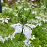 Nigella sativaBloem