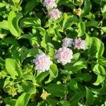 Lantana involucrata Kvet