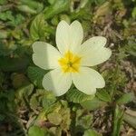 Primula vulgaris 樹皮