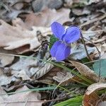 Viola odorataFlower