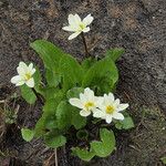 Caltha leptosepala عادت