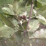 Pithecellobium furcatum Hoja