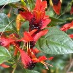 Ruttya fruticosa Blüte