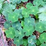 Oxalis oregana Habit