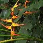 Heliconia latispatha Flower